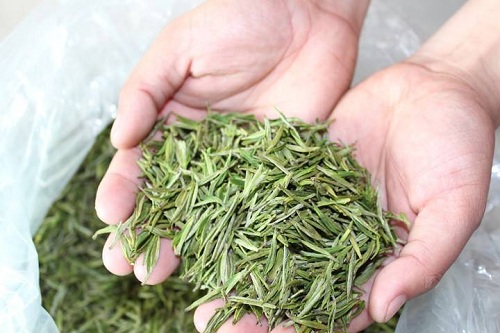 安吉白茶的功效與作用