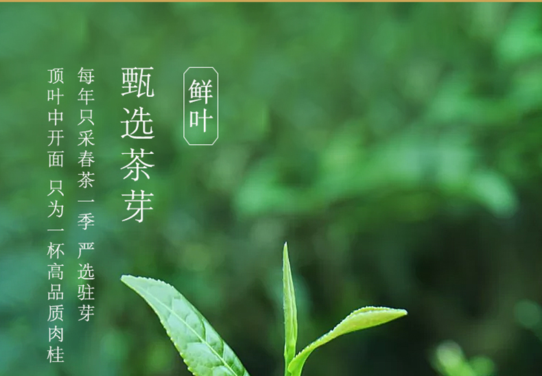 信陽毛尖